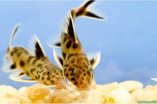 bioAquatiX.com - Thumbnail