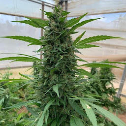 Photo n°4 de Harmonystore | Produits de CBD et cannabis en France à Paris (Magasin de thé)