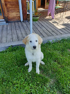 DOG'N COOL 74 à Vougy