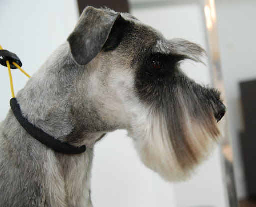 Zen Grooming - Thumbnail