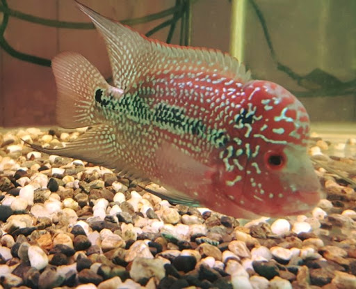 [【南亞水族館】桃園水族館推薦首選 水族店的外部或內部照片]
