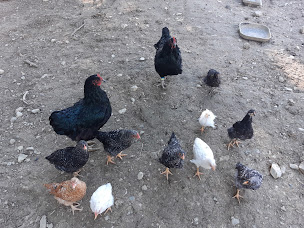 Photo n°11 de les fourneaux de yaya à La Motte-Chalancon (Restaurant)