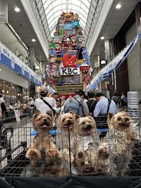 ヨークシャーテリア専門犬舎ANGEL(アンヘル)