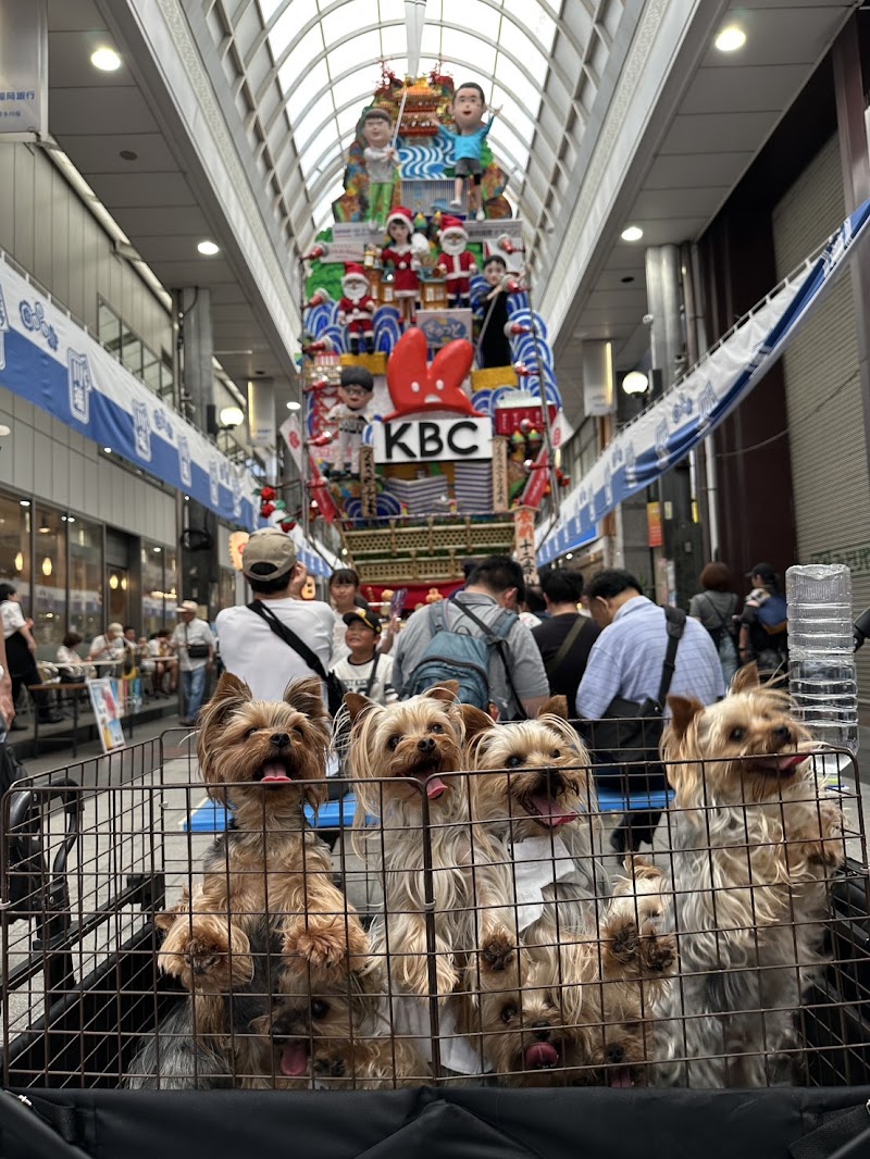 ヨークシャーテリア専門犬舎ANGEL(アンヘル)