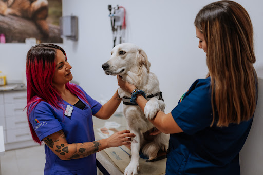 Hospital Veterinario Valvet