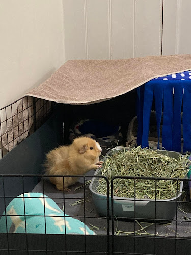 Fluffies & Friends - small animal boarding