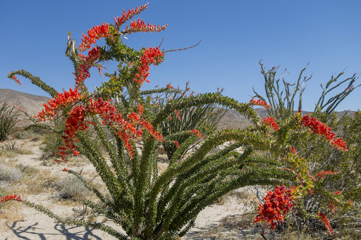 Coyote Canyon Wildflowers Spot Gallery - United States