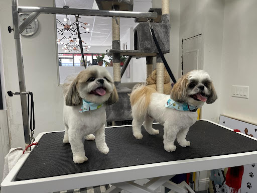 Vivi Pet Care - Thumbnail