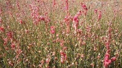 Photos of دریاچه تار
