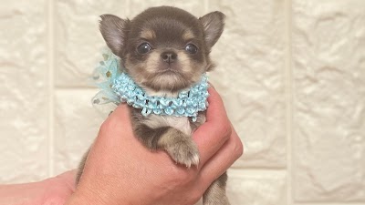 ブルドッグ番長