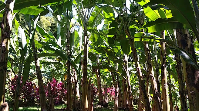 Museum of the Banana by null