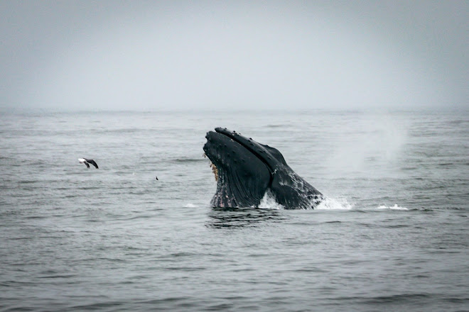 Dolphin & Whale Watching, Moss Landing, United States