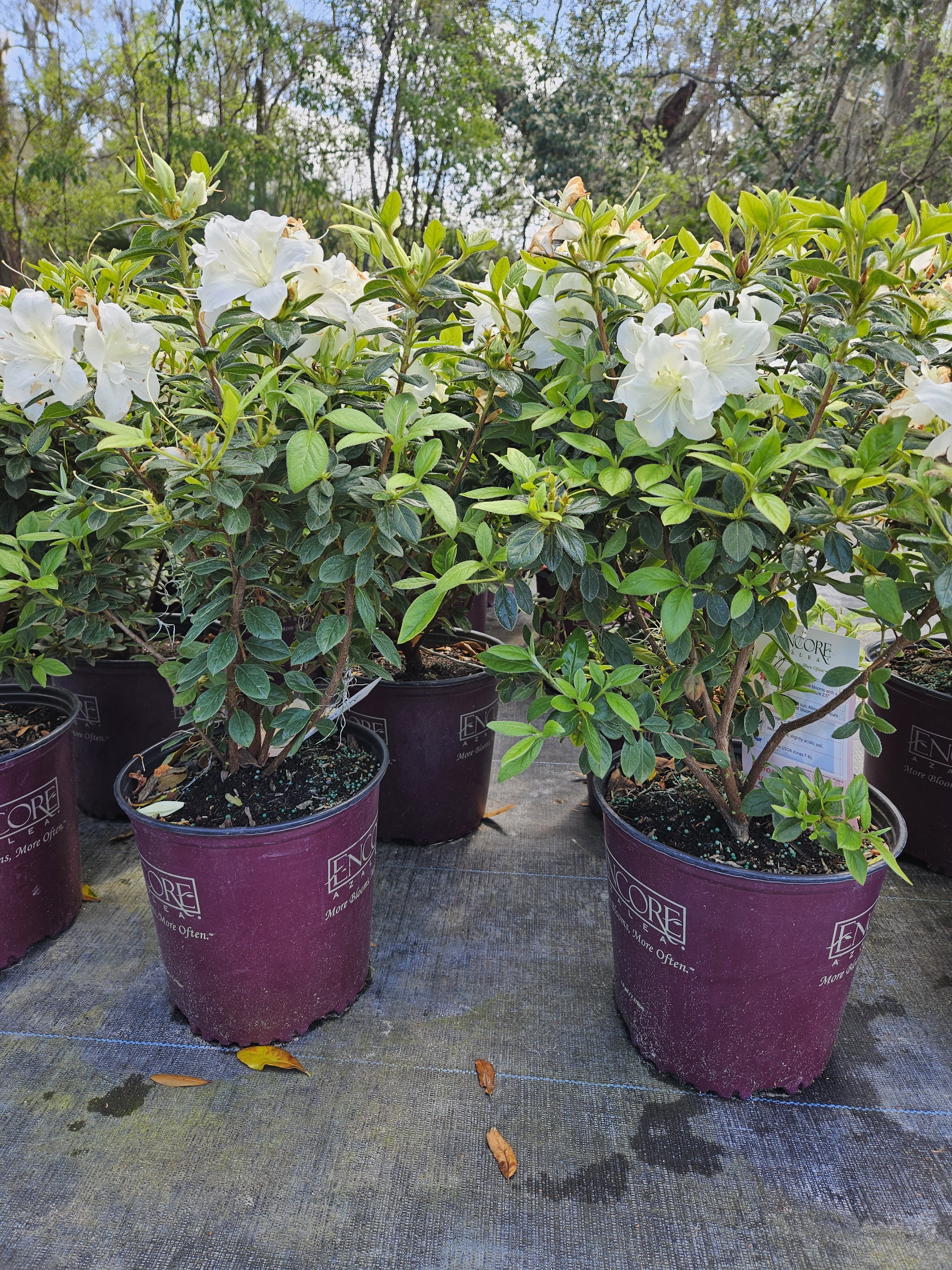 Shady Road Nursery