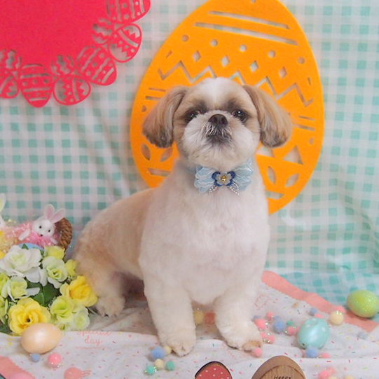 ラブワンコ中央店