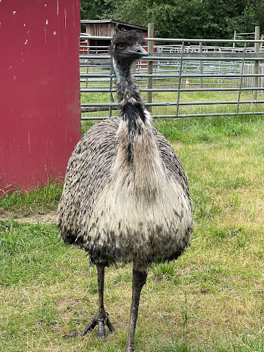 Hamilton Hobby Farm - Thumbnail