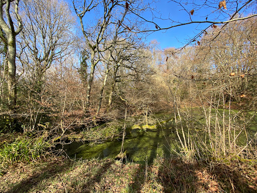 Little Foxes Copse - Woodland Trust - Thumbnail