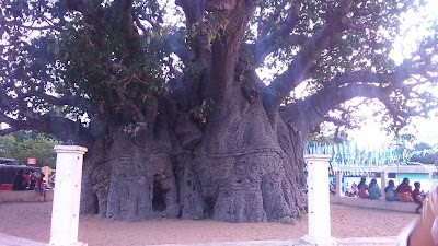 Photos of Baobab Tree Pallimunai