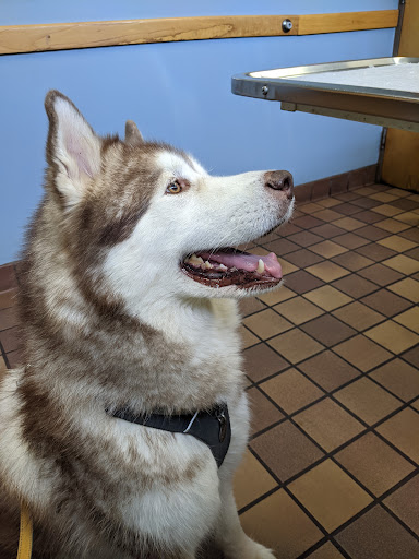 Great Lakes Hospital for Animals - Thumbnail