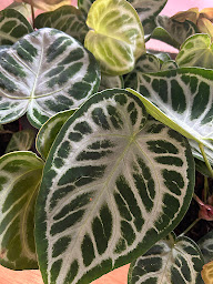 Photo n°69 de Jungle Urbaine à Tours (Fleuriste)