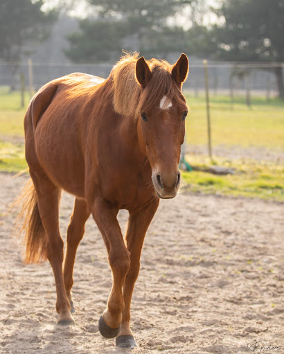 Poney Club Du Genetey - Thumbnail