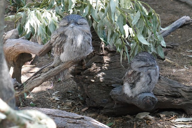 Featherdale Wildlife Park