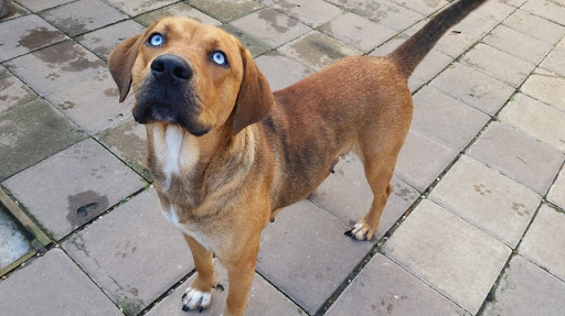 Palmetto Animal League Adoption Center Gallery - United States