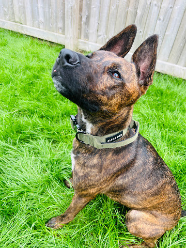 Alpha K9 - Visual