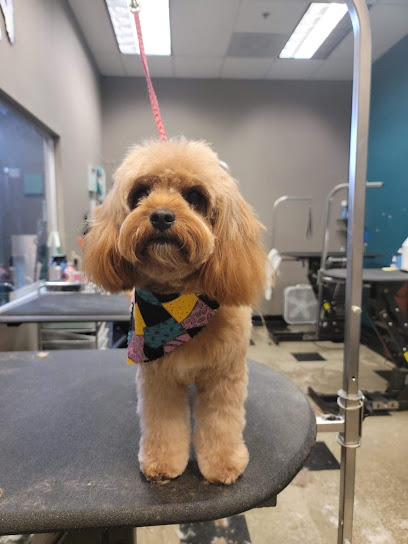 Rocklin Pet Spa