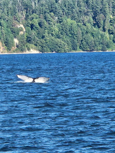 Blackfish Tours by Outer Island Expeditions - Thumbnail