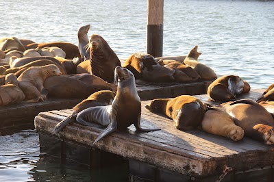 Sea Lion Center