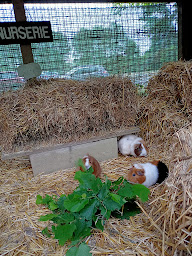 Photo n°9 de Armauny la Médiation par l'Animal à Longuenée-en-Anjou (Coach particulier)