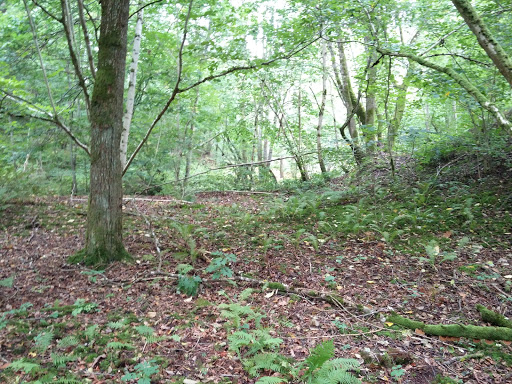 Naturreservatet Bratteforsån - Thumbnail