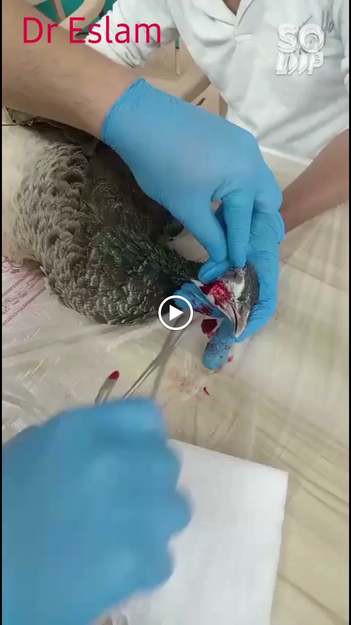 عيادة أنعام الزلفى البيطرية - صورة 3