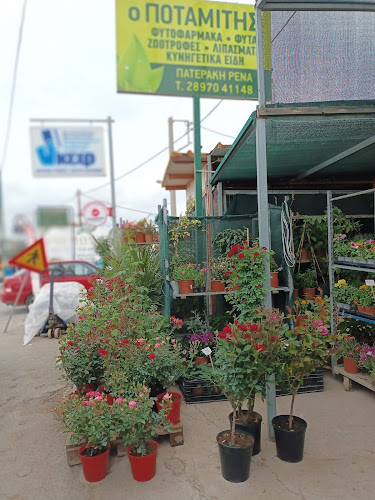 ΠΑΤΕΡΑΚΗ ΕΙΡΗΝΗ