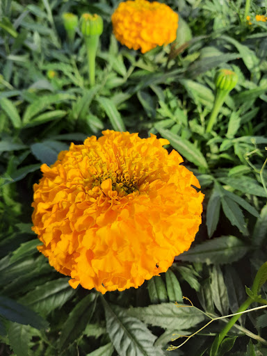 La Voivrotte Horticulture - Thumbnail