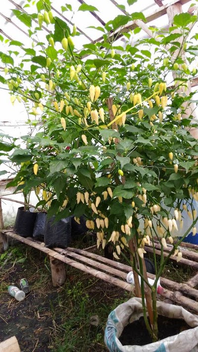 Photos of PERMATA GARDEN | CABEHIAS.COM