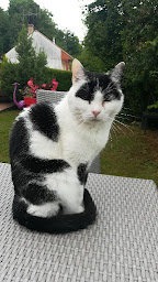 Photo n°8 de ANIMO'BILE à Selongey (Garde d'animaux de compagnie)