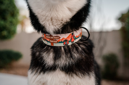 Gray and Hound - Visual