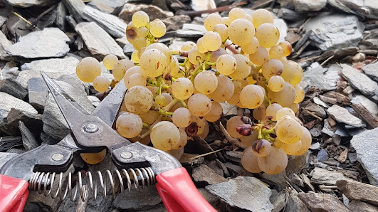 Weingut Lehnert-Veit In d. Dur 10, 54498 Piesport, Deutschland