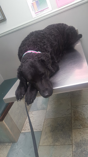 Southpointe Veterinary Hospital - Thumbnail