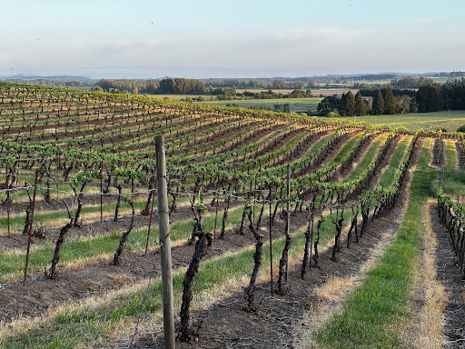 Ankeny Vineyard - Visual