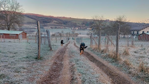 Photo n°7 de Aux vergers des volailles (élevage biologique sous arbres fruitiers) à Val-de-Virieu (Élevage de volailles)