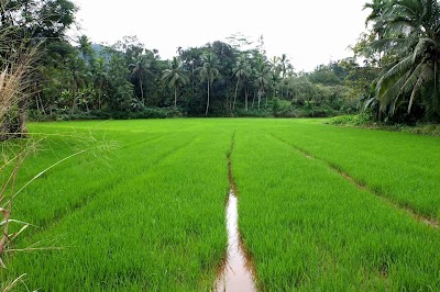 Photos of Border in Rainforest