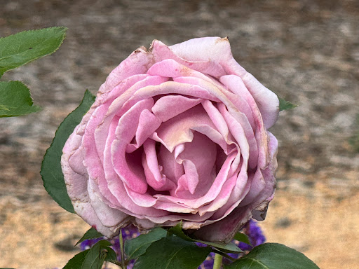 Davy Lane Reserve - Thumbnail