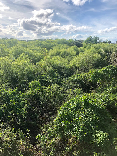 Paleo Hammock Preserve - Thumbnail