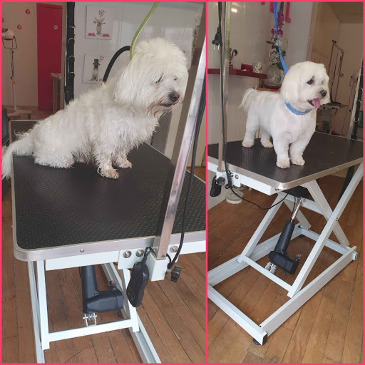 Photo de AMOUR DE POIL Salon de toilettage Centre Ville REVIGNY-SUR-ORNAIN S/O à Revigny-sur-Ornain (55800)