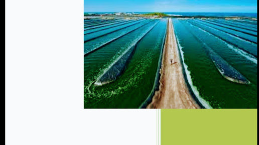 Af1qipmf18audt7ykrcf8mpctgpvcjkrlax Scl2kfx2=s516 K No