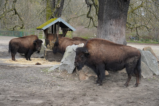 Bisoninsel - Visual
