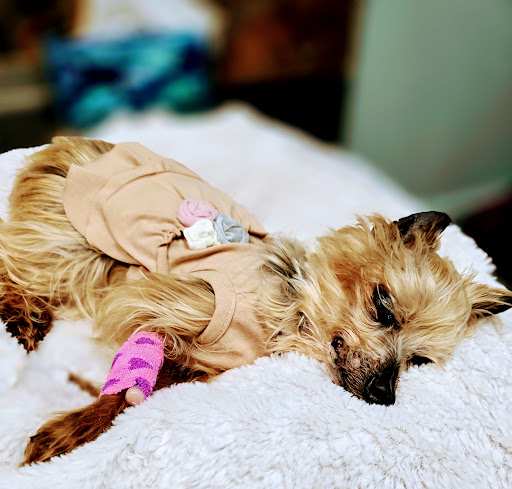 North Shelby County Animal Hospital - Thumbnail