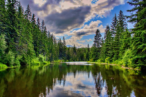 Larch Sanctuary - Visual